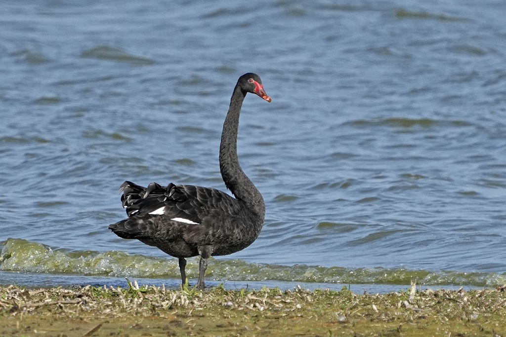 labuť černá - ML626529783