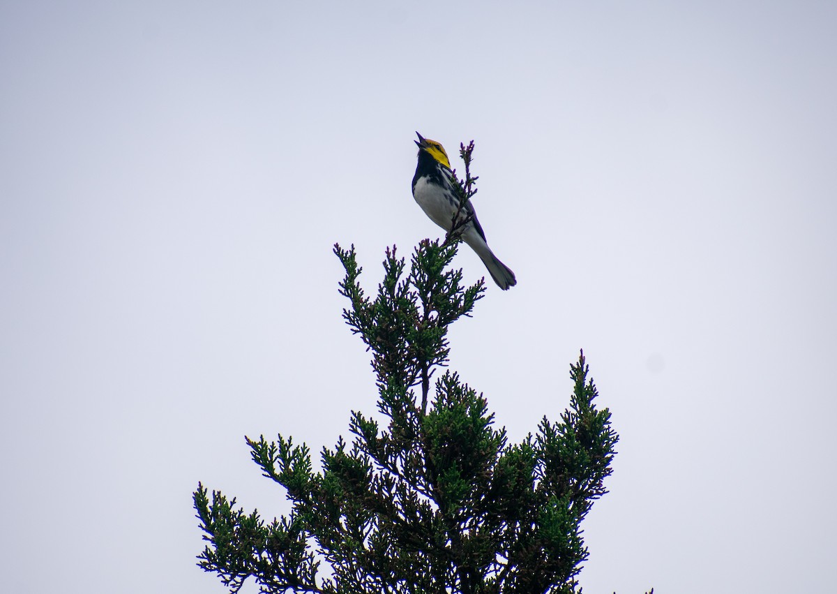 Golden-cheeked Warbler - ML626529927