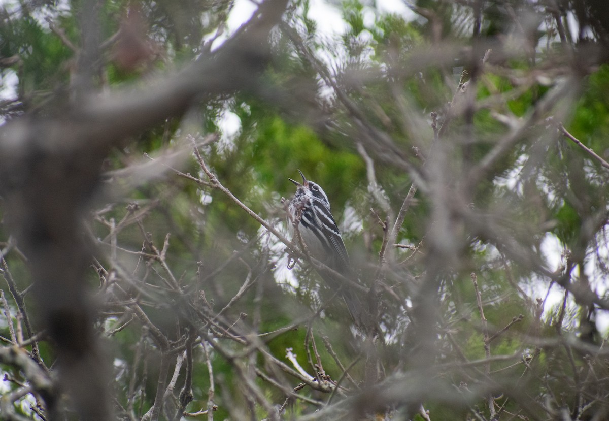 Black-and-white Warbler - ML626529965