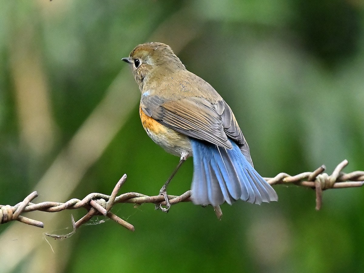 Himalayan Bluetail - ML626530071