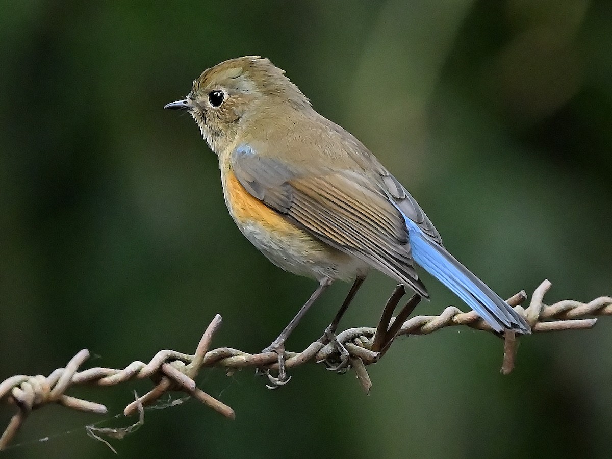 Himalayan Bluetail - ML626530072
