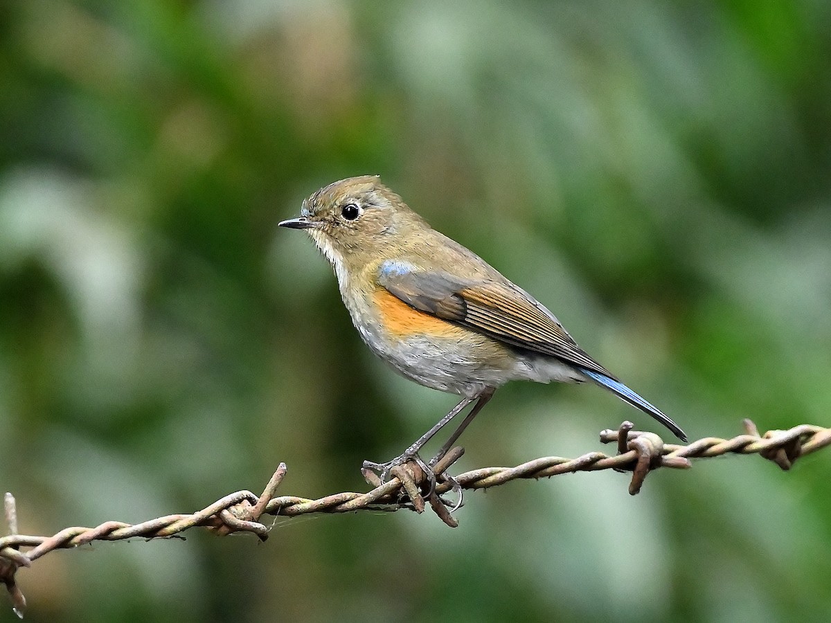 Himalayan Bluetail - ML626530073