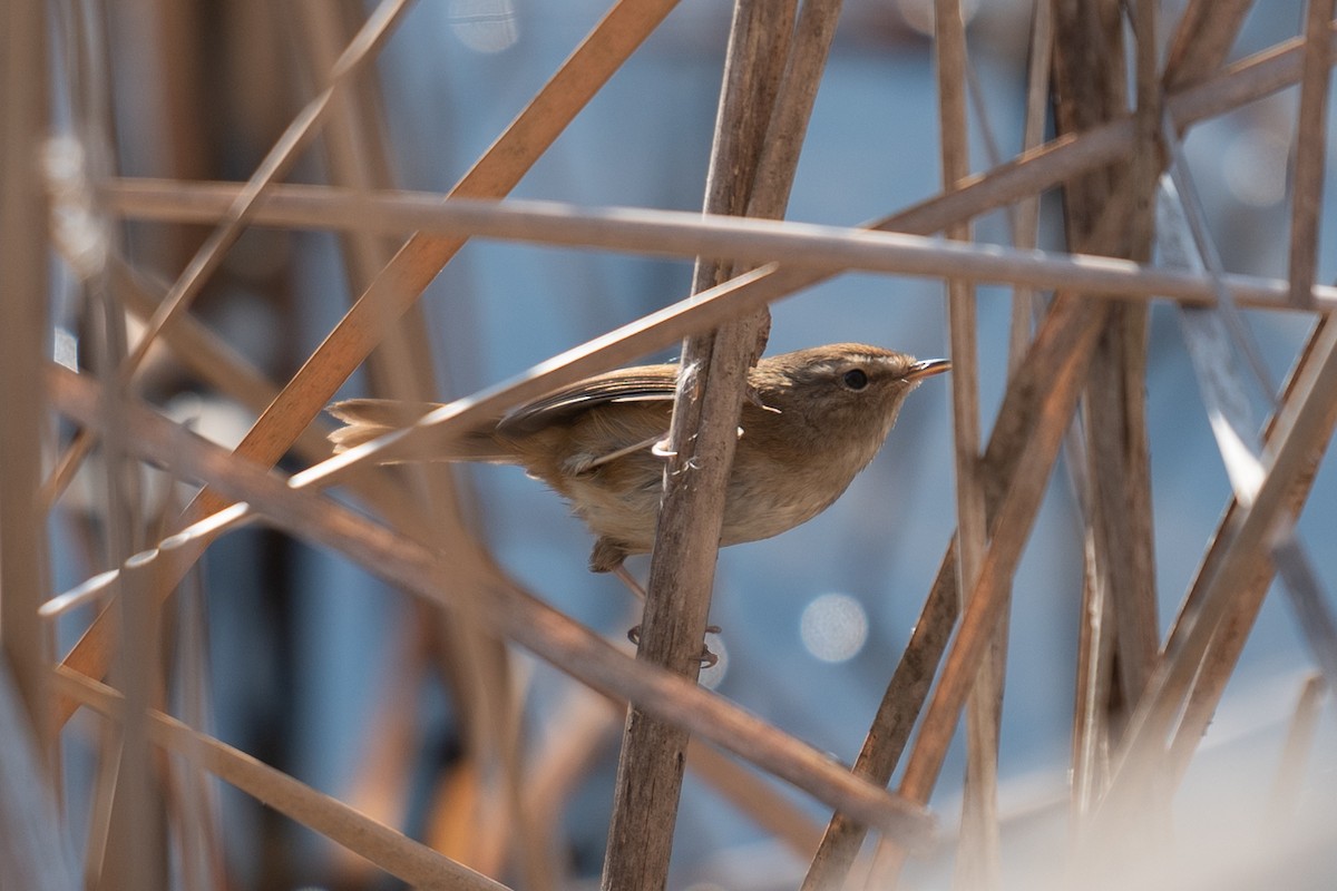 Brownish-flanked Bush Warbler - ML626530126