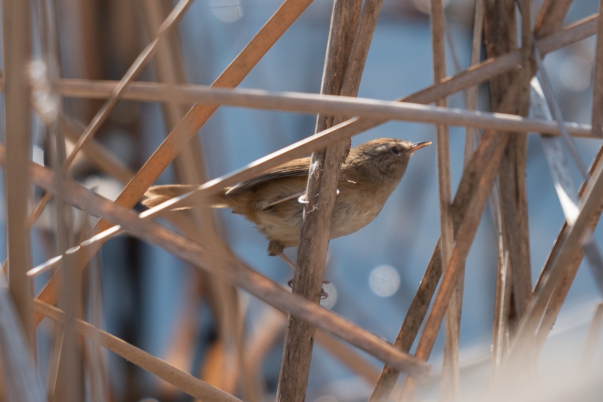 Brownish-flanked Bush Warbler - ML626530127