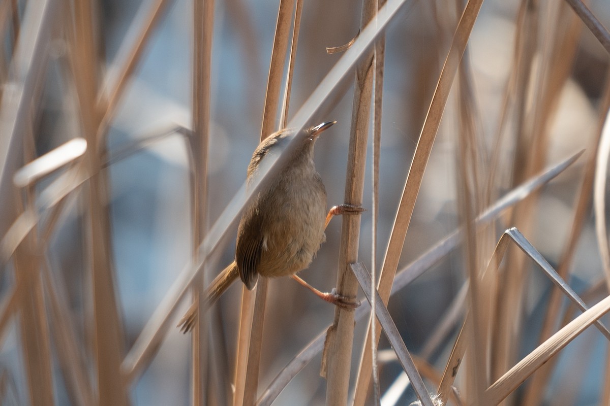 Brownish-flanked Bush Warbler - ML626530129