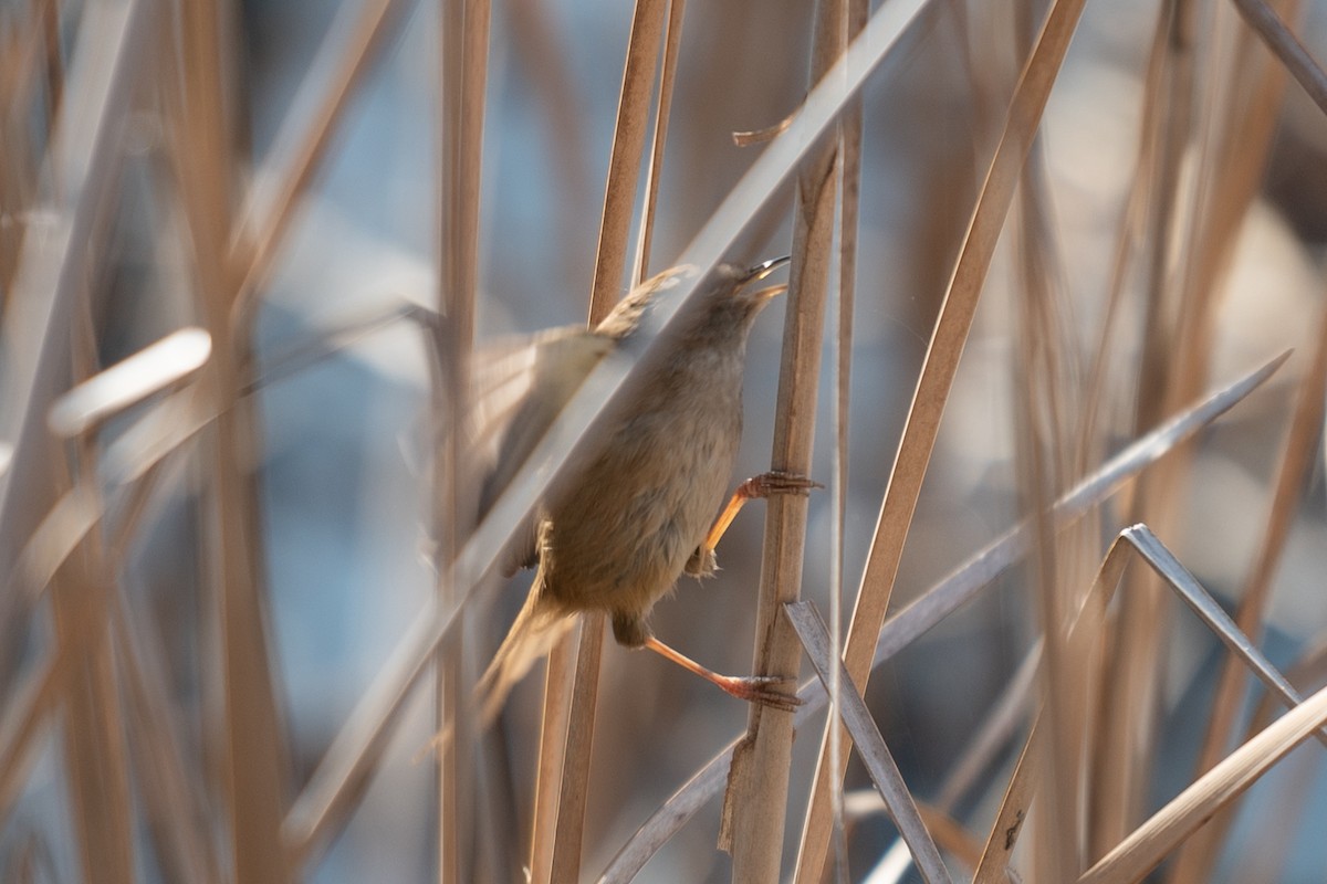 Brownish-flanked Bush Warbler - ML626530130