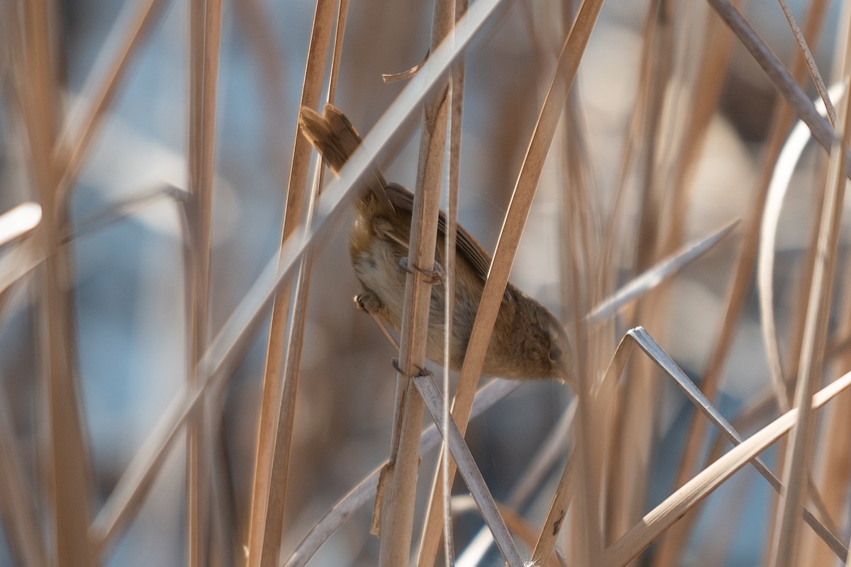 Brownish-flanked Bush Warbler - ML626530131