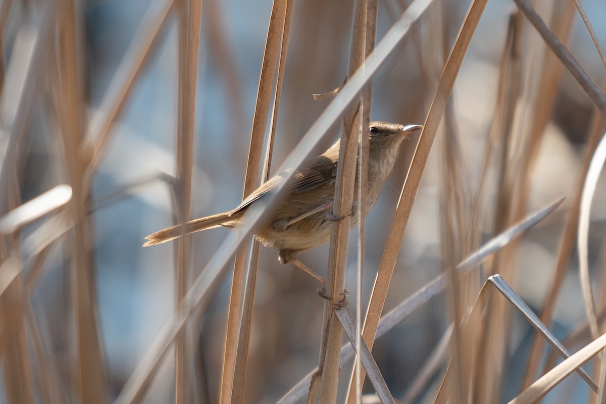 Brownish-flanked Bush Warbler - ML626530132