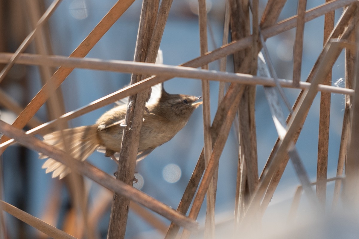 Brownish-flanked Bush Warbler - ML626530133