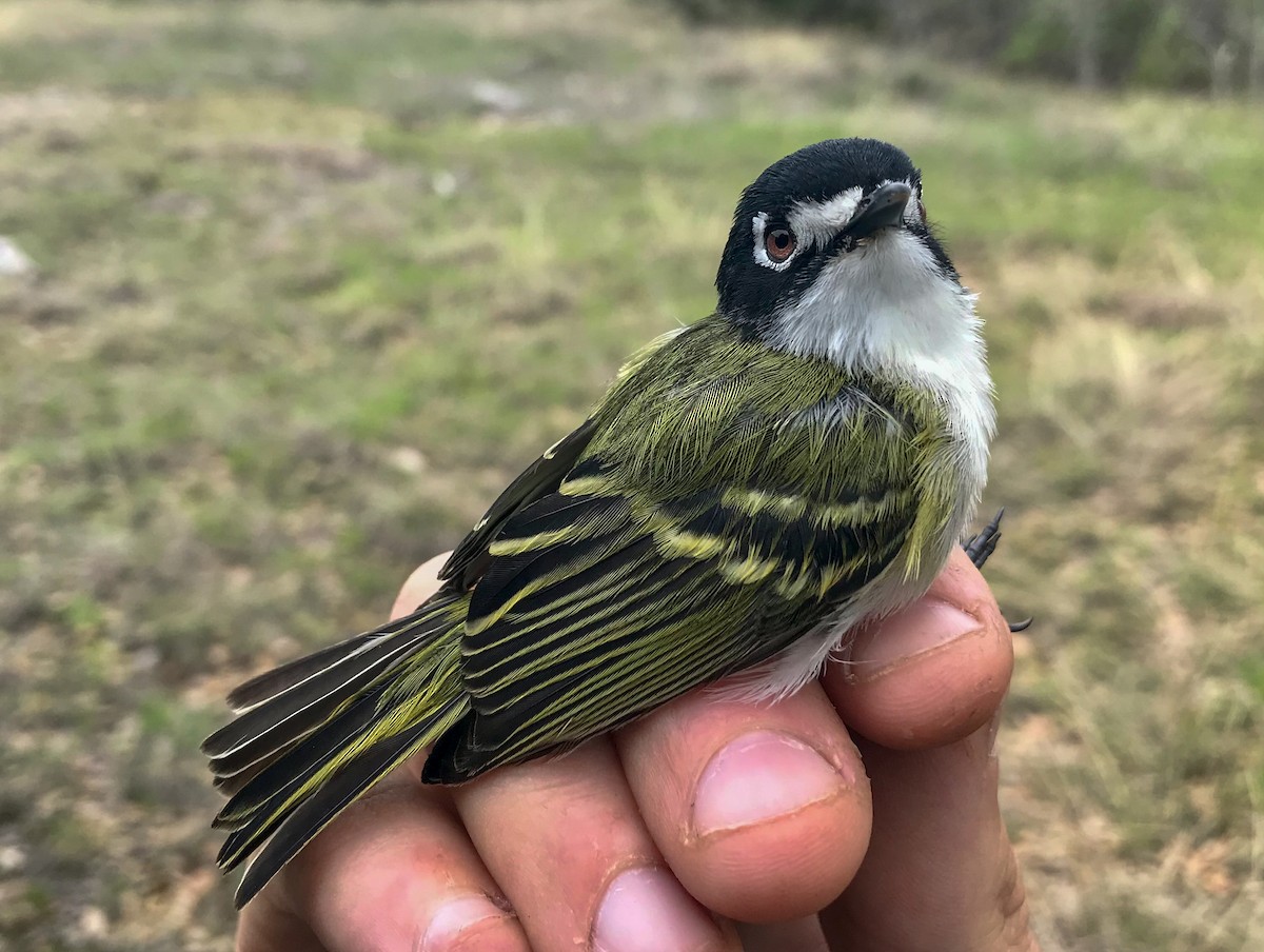 Black-capped Vireo - ML626530182