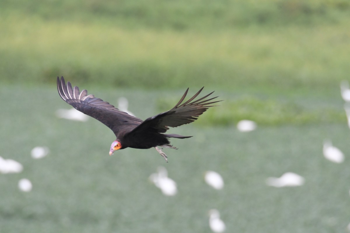 Lesser Yellow-headed Vulture - ML626530492