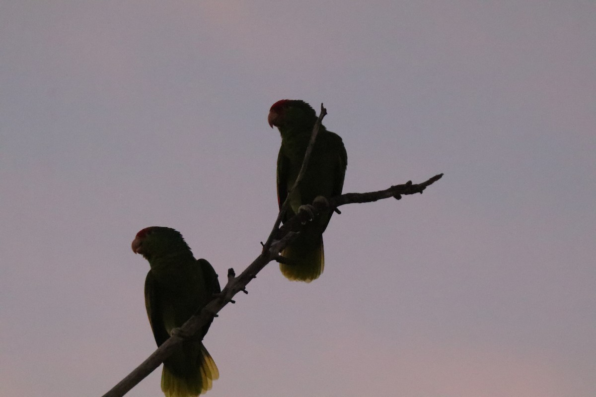 Red-crowned Amazon - ML626530646