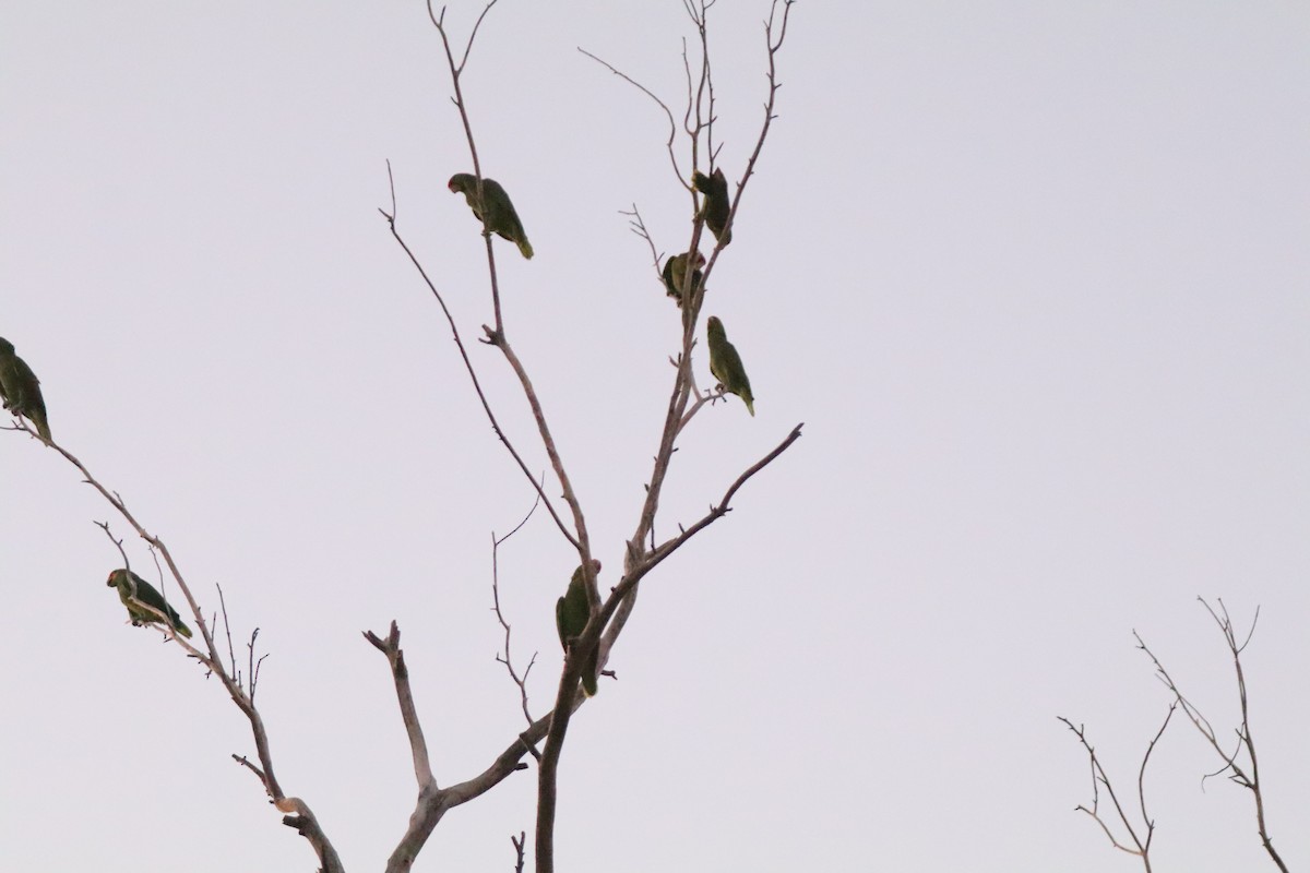 Red-crowned Amazon - ML626530653