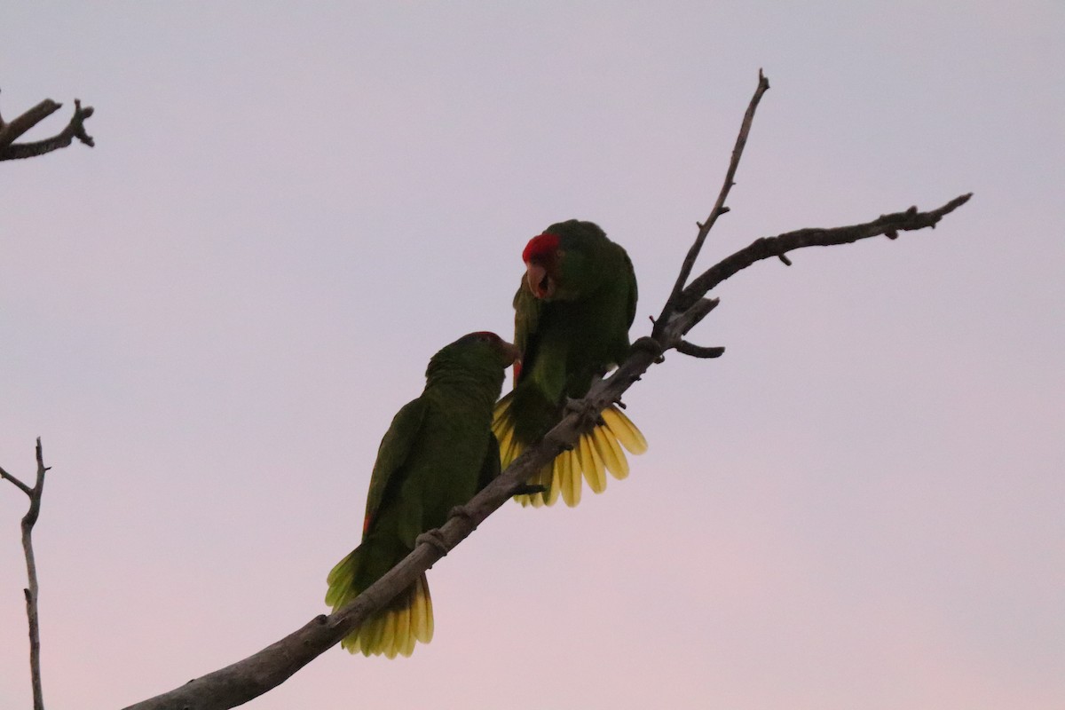 Red-crowned Amazon - ML626530656