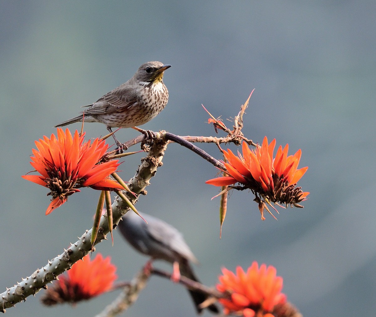 Black-throated Thrush - ML626530663
