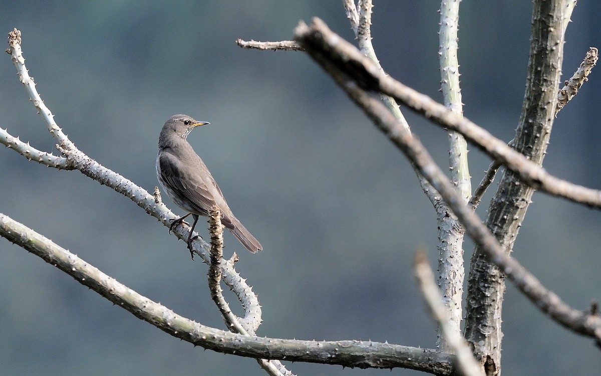 Black-throated Thrush - ML626530664