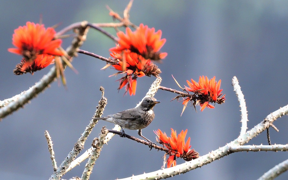 Black-throated Thrush - ML626530671