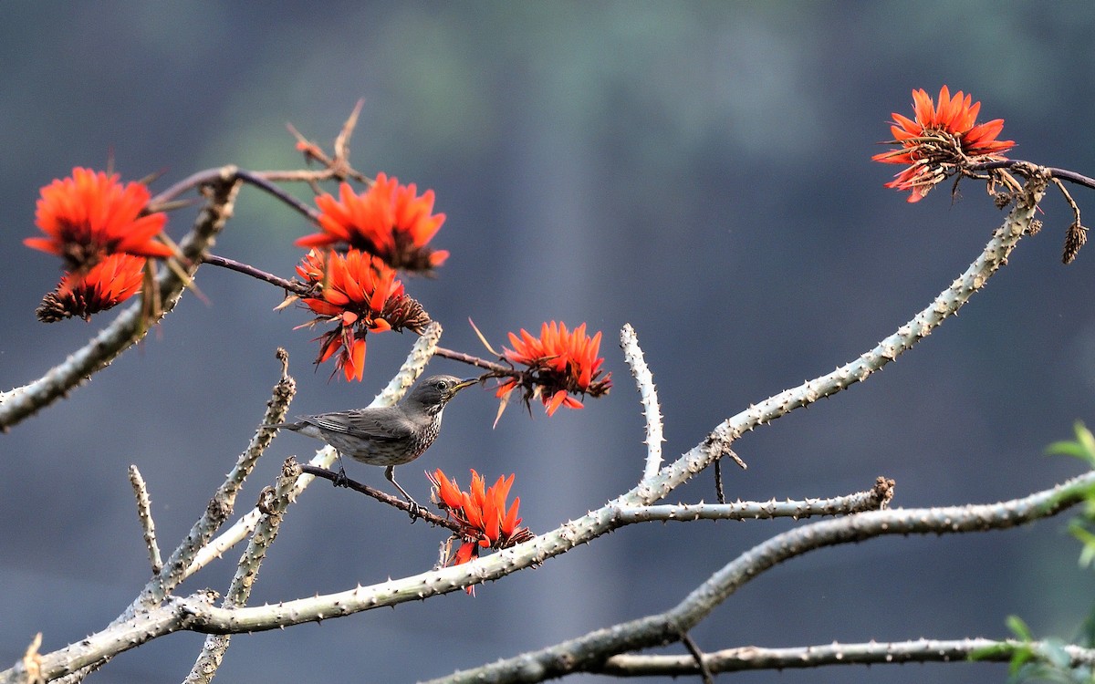 Black-throated Thrush - ML626530673