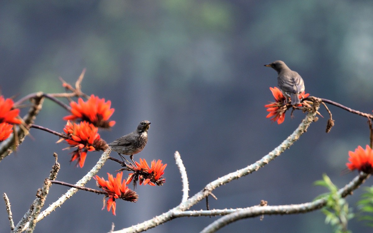 Black-throated Thrush - ML626530674
