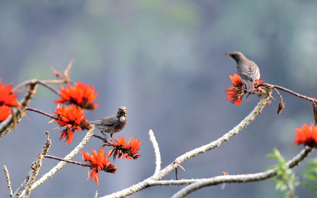 Black-throated Thrush - ML626530675