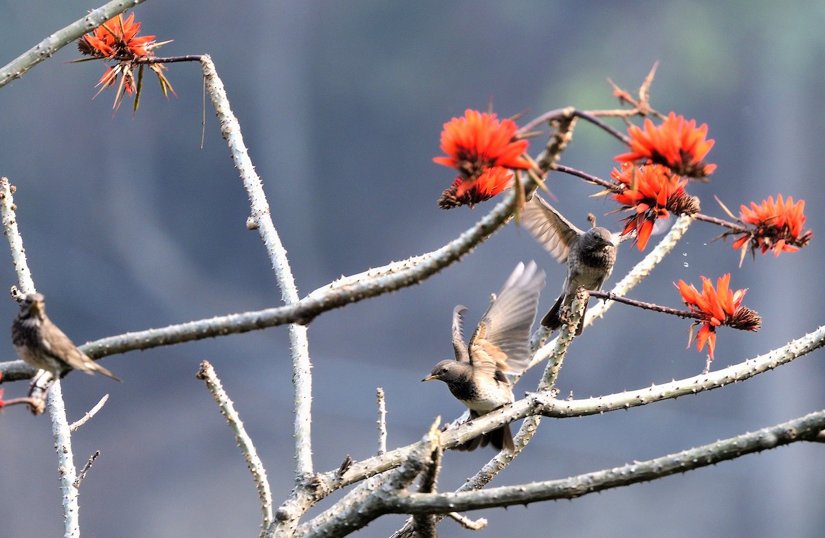 Black-throated Thrush - ML626530676