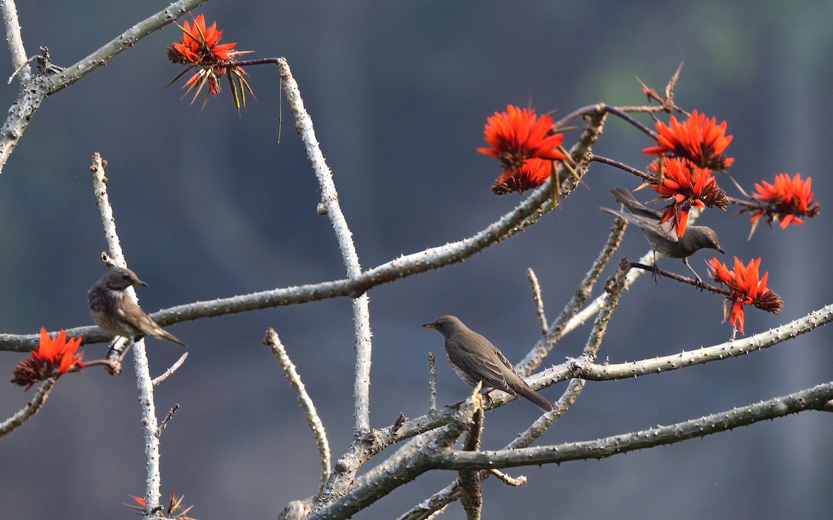 Black-throated Thrush - ML626530677