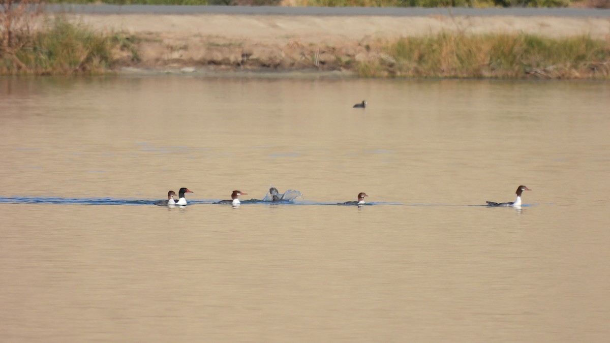 Common Merganser - ML626530831