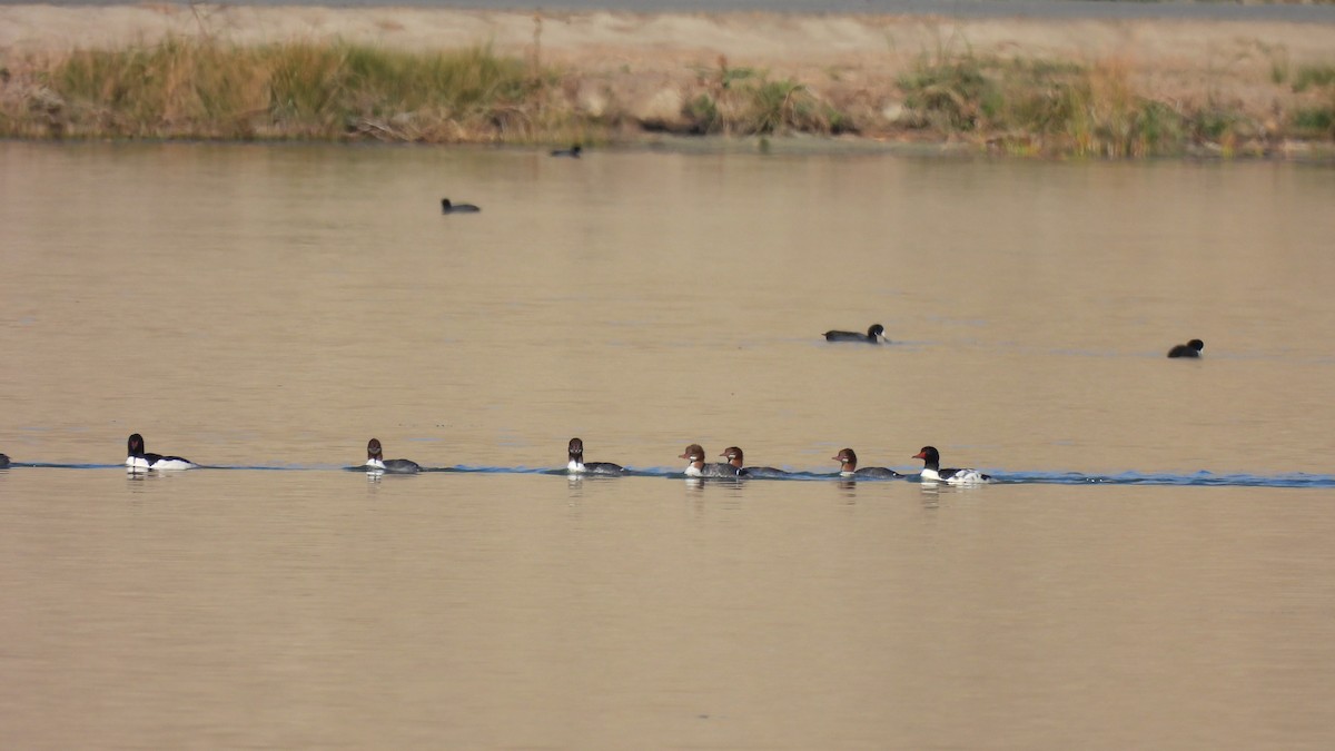 Common Merganser - ML626530832
