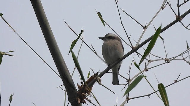 Common Woodshrike - ML626530873
