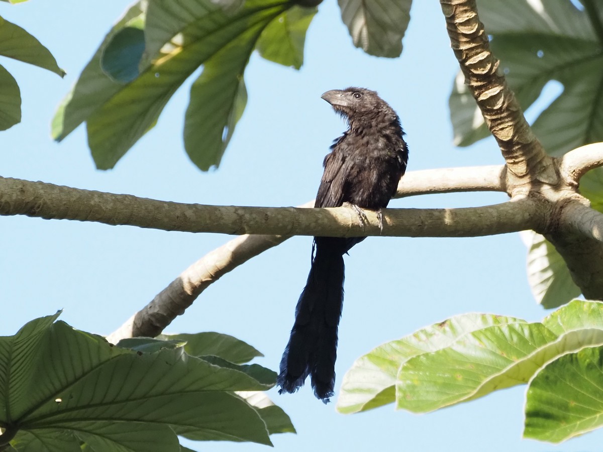 Smooth-billed Ani - ML626530928