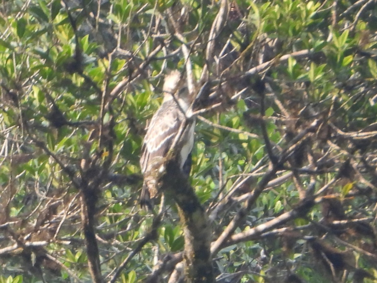 Black-and-chestnut Eagle - ML626531068