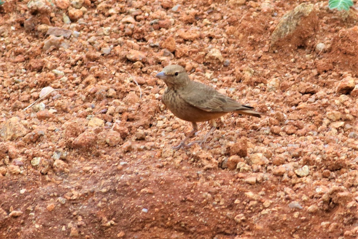 Rufous-tailed Lark - ML626531328