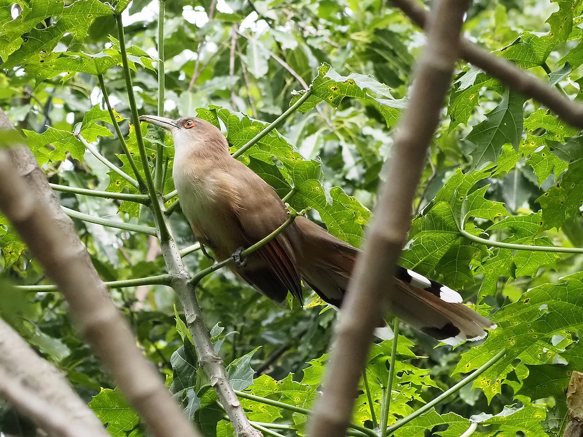 Great Lizard-Cuckoo (Cuban) - ML626531363