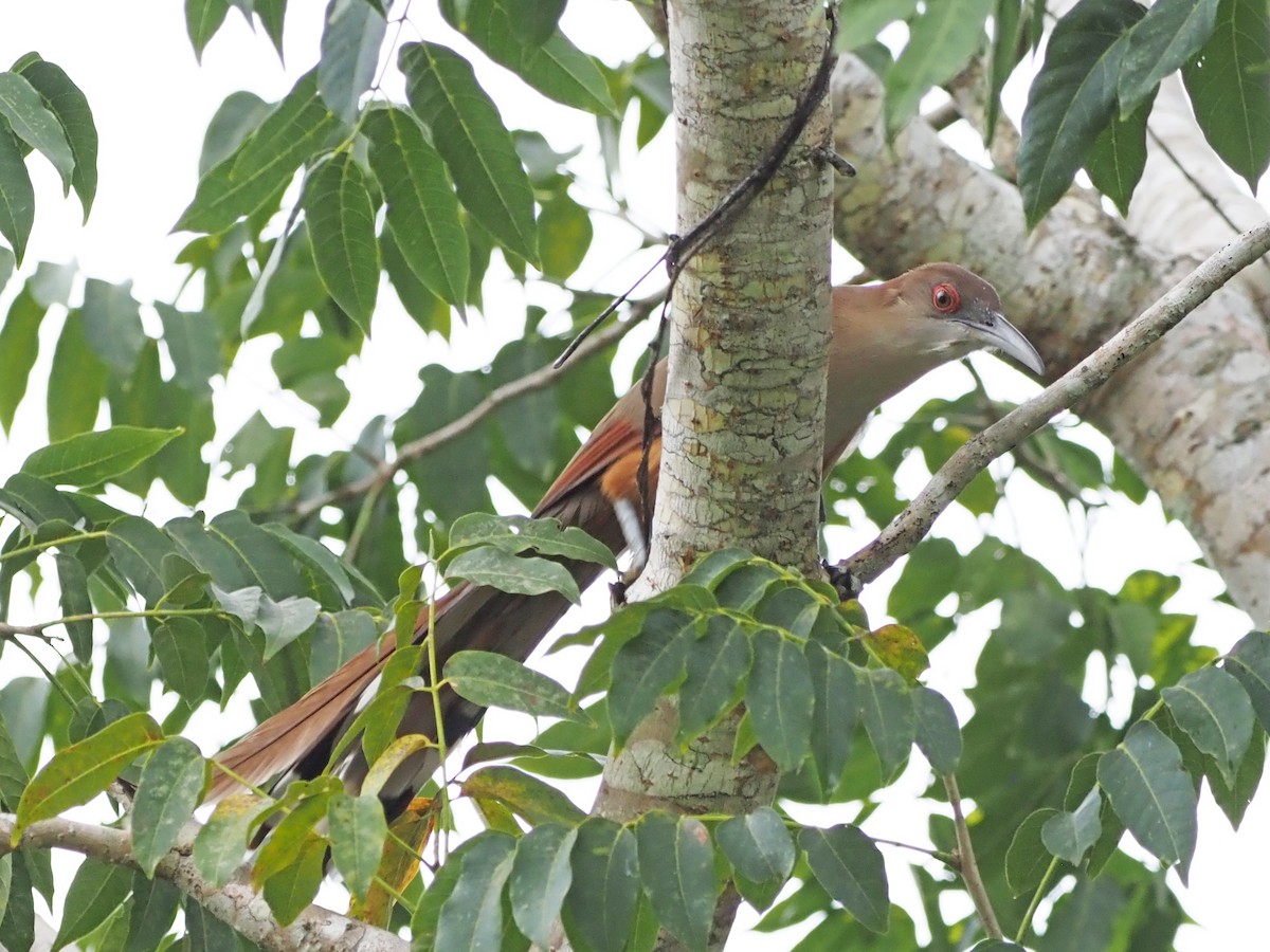 Great Lizard-Cuckoo (Cuban) - ML626531367