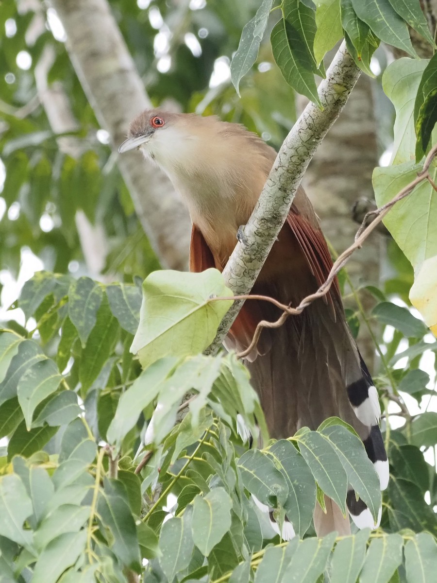 Great Lizard-Cuckoo (Cuban) - ML626531369