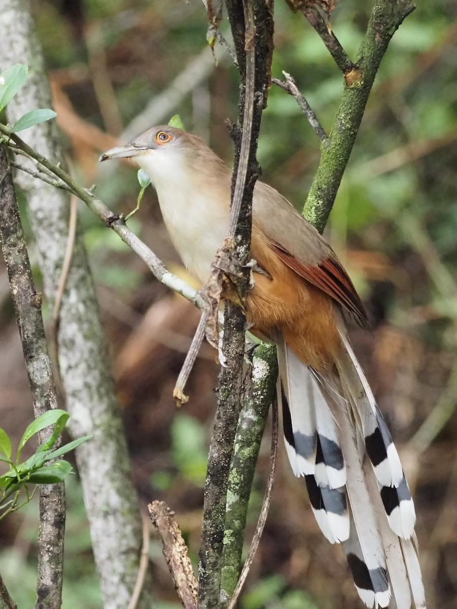 Great Lizard-Cuckoo (Cuban) - ML626531371