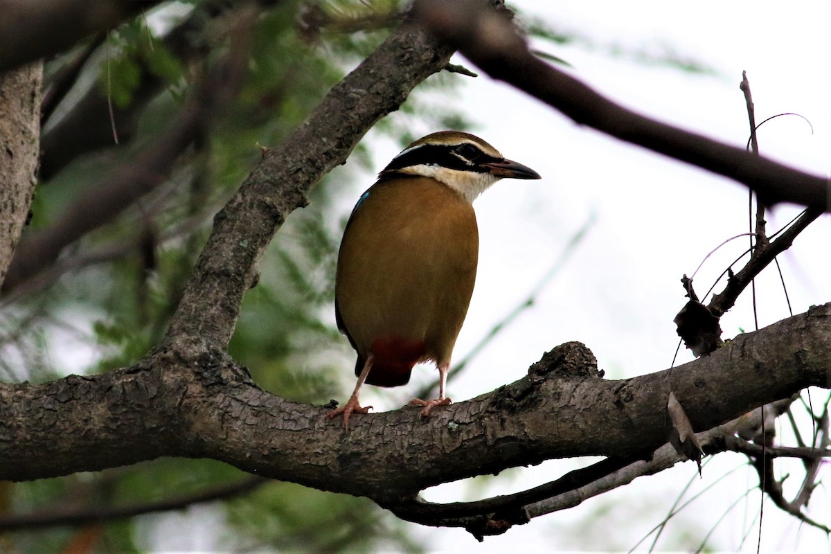 Indian Pitta - ML626531630