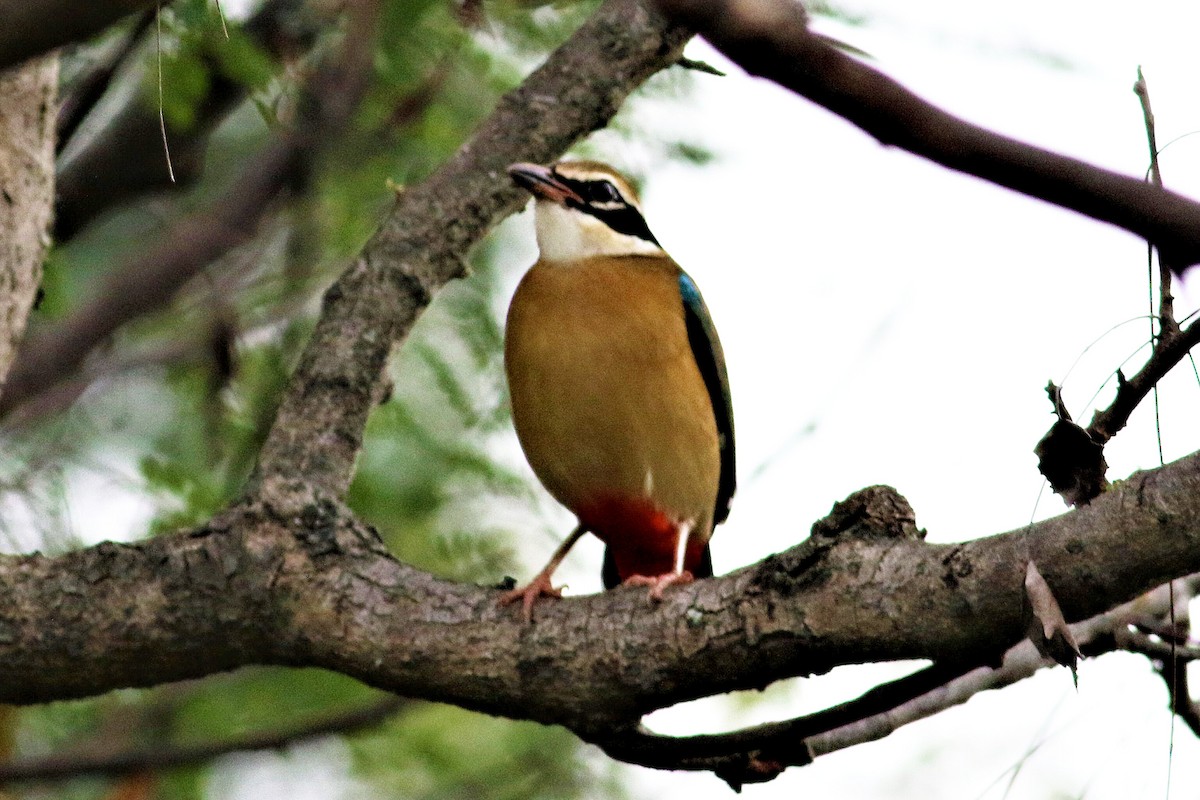 Indian Pitta - ML626531631