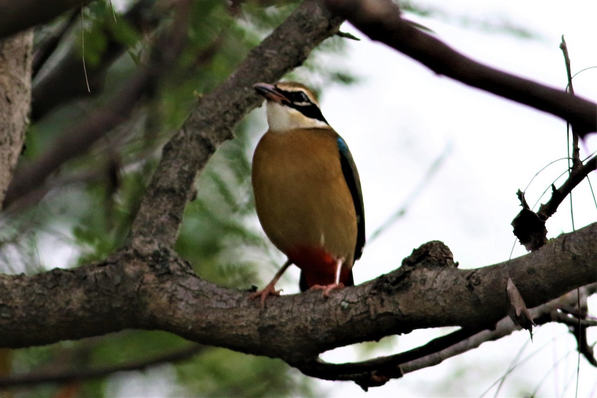 Indian Pitta - ML626531632