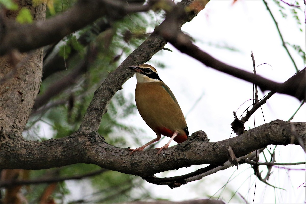 Indian Pitta - ML626531633