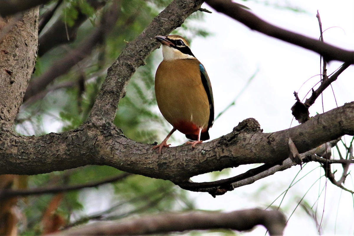 Indian Pitta - ML626531634