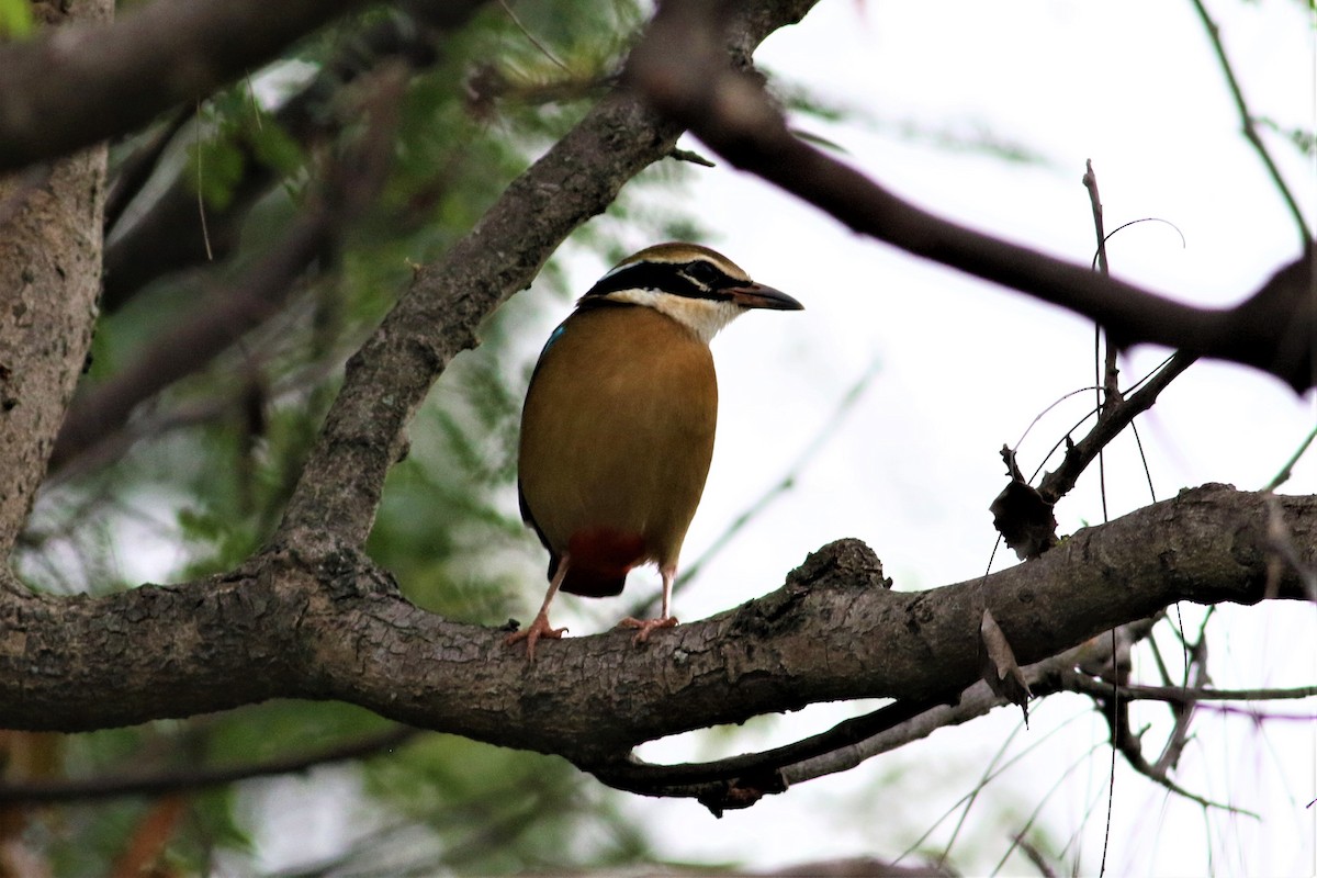 Indian Pitta - ML626531635