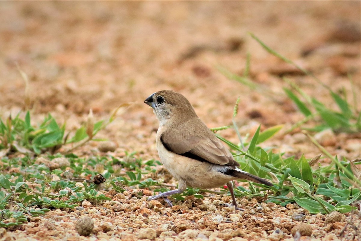 Indian Silverbill - ML626531665