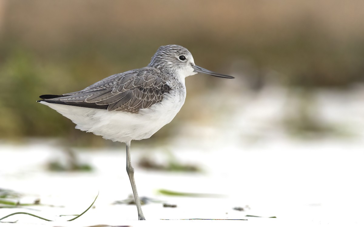 Common Greenshank - ML626531717