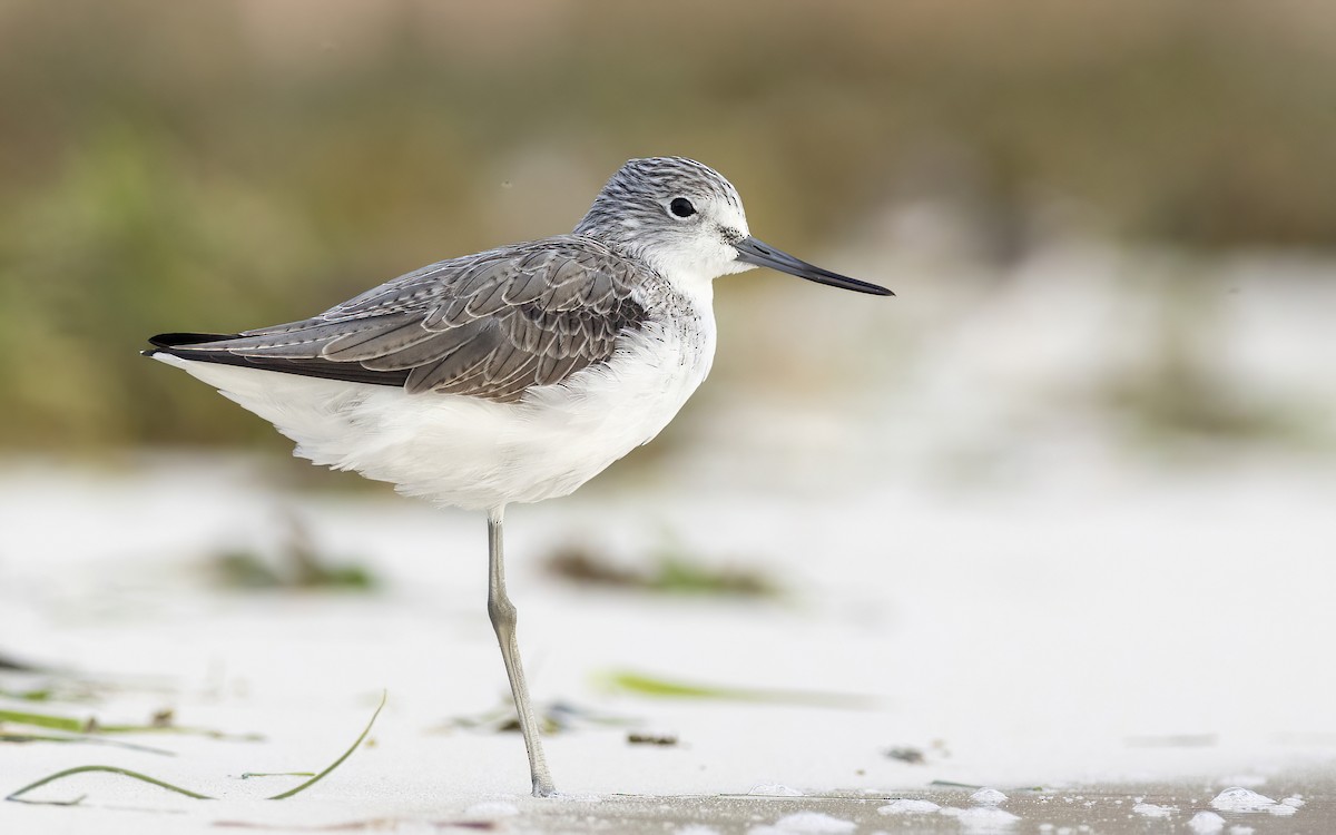 Common Greenshank - ML626531718