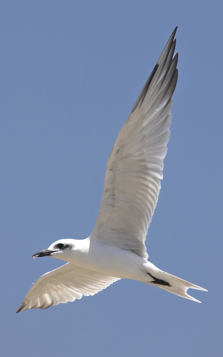 Gull-billed Tern - ML626531726