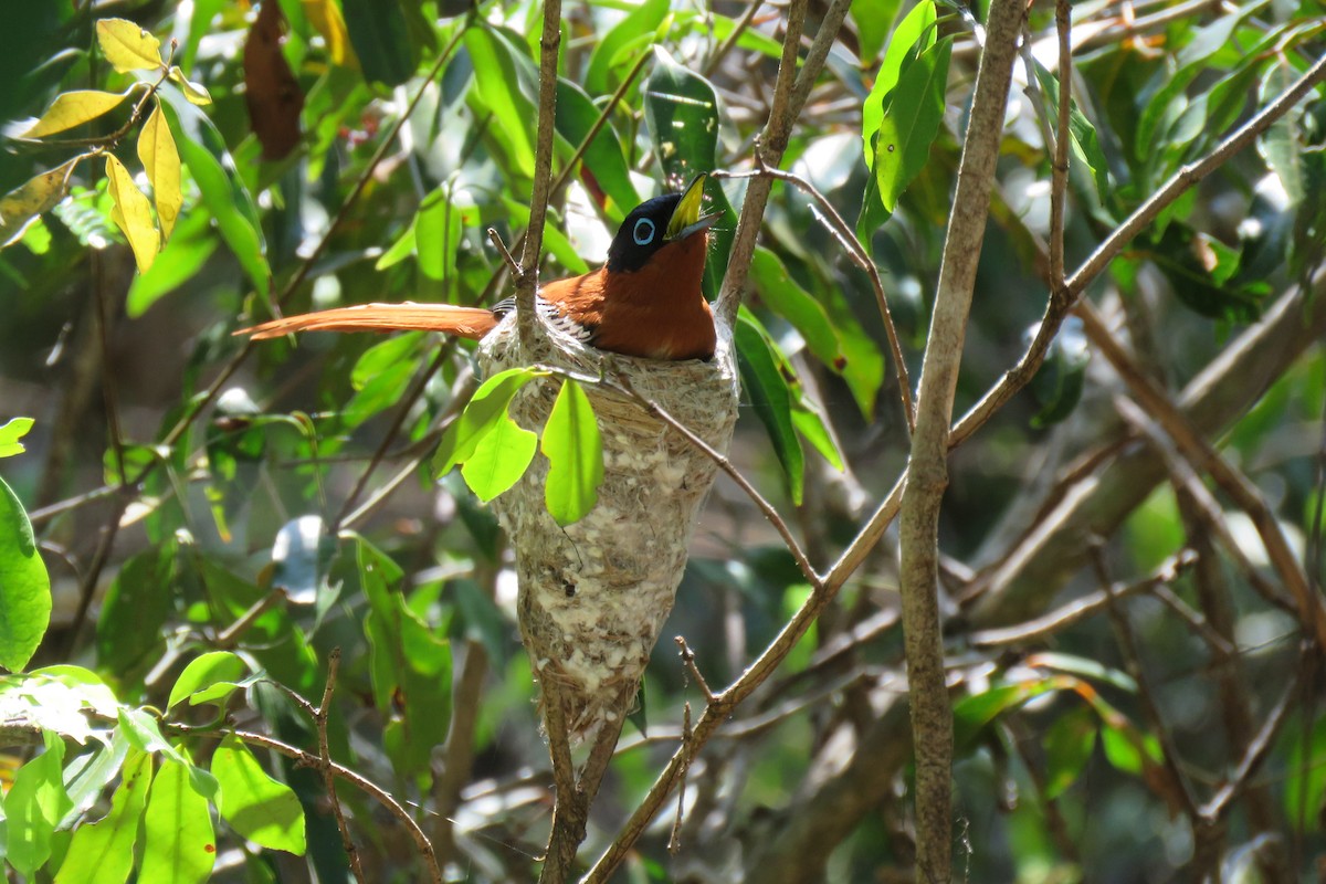 Malagasy Paradise-Flycatcher - ML626531763