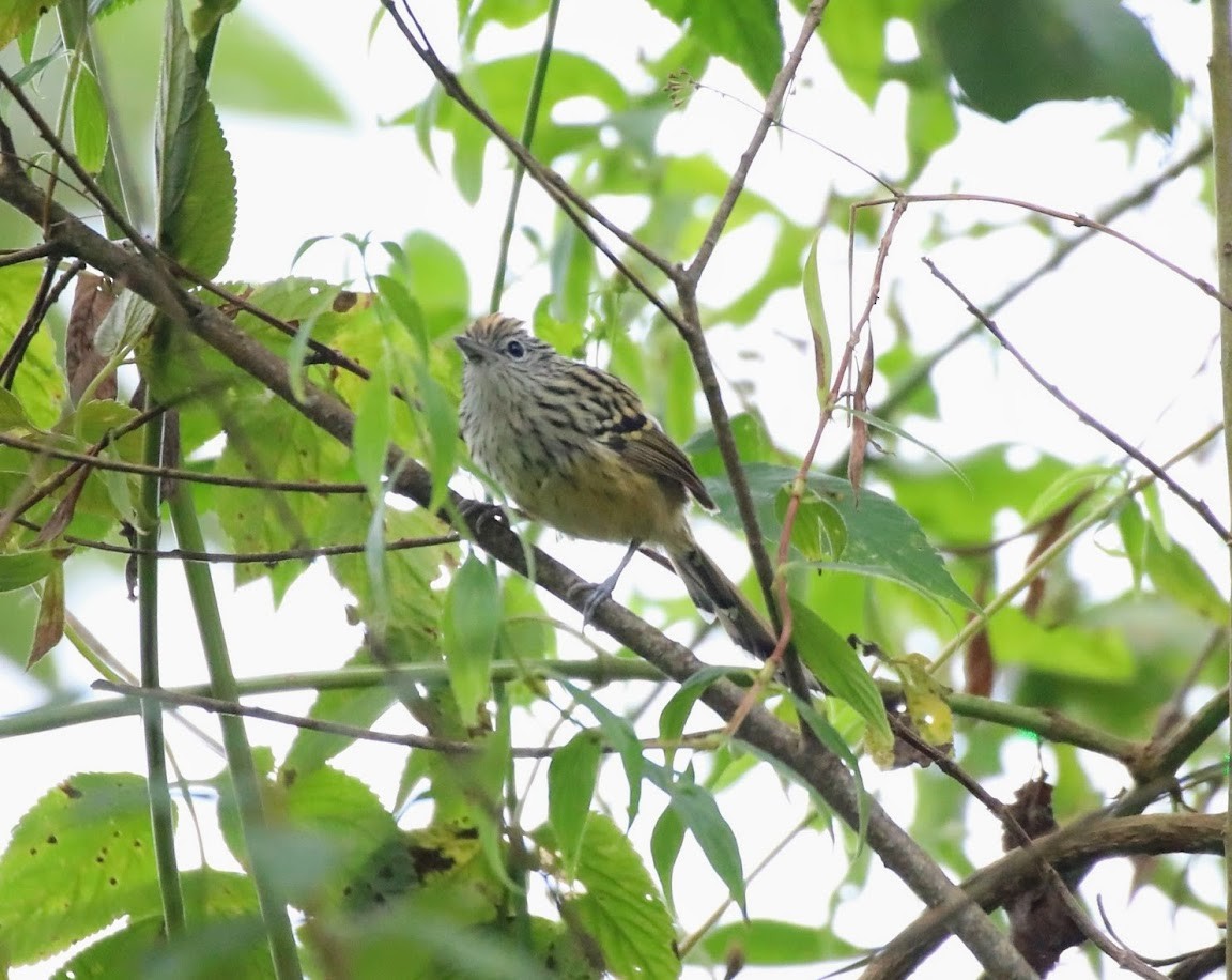 Santa Marta Antbird - ML626531779