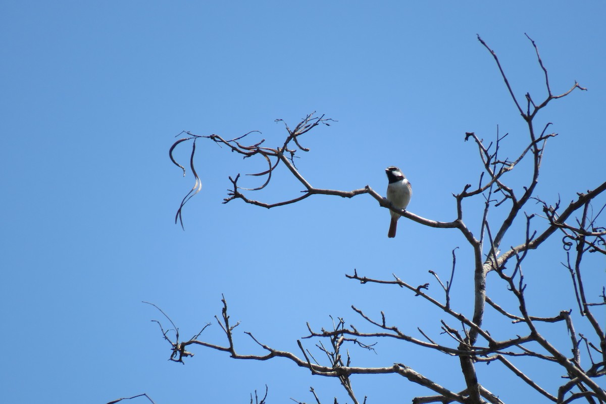 Red-tailed Vanga - ML626531876