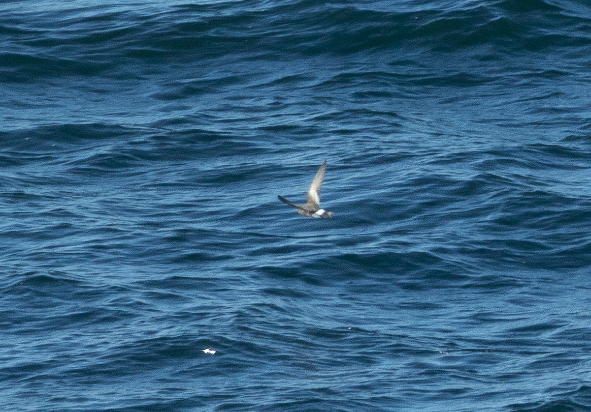 Pincoya Storm-Petrel - ML626531902